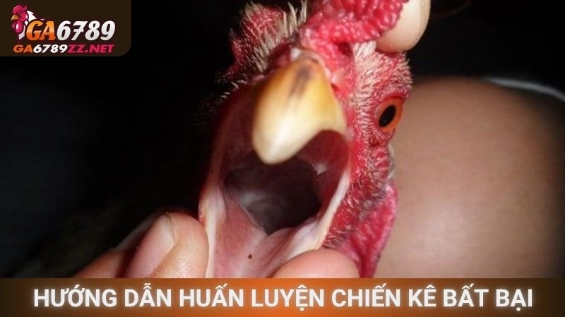 Hướng dẫn huấn luyện chiến kê bất bại