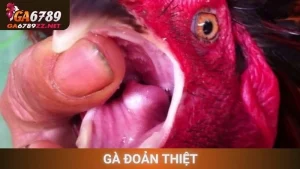 Gà Đoản Thiệt