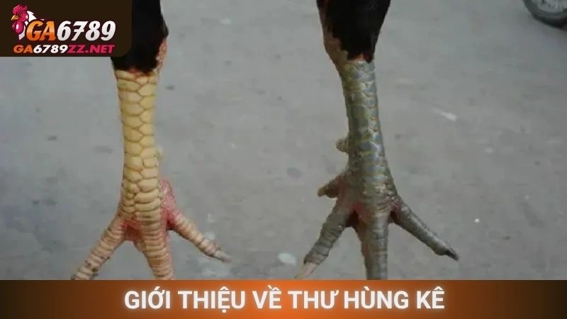 Giới thiệu về thư hùng kê
