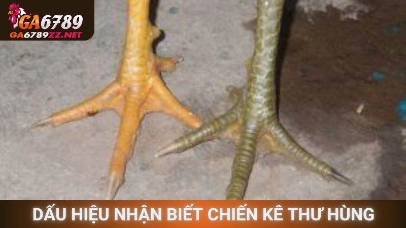 Dấu hiệu nhận biết chiến kê thư hùng