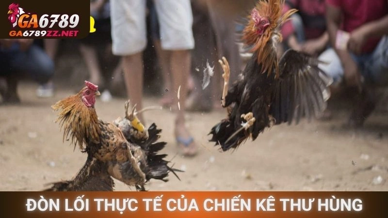 Đòn lối thực tế của chiến kê thư hùng