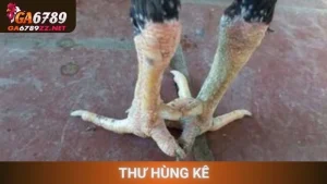 Thư Hùng Kê