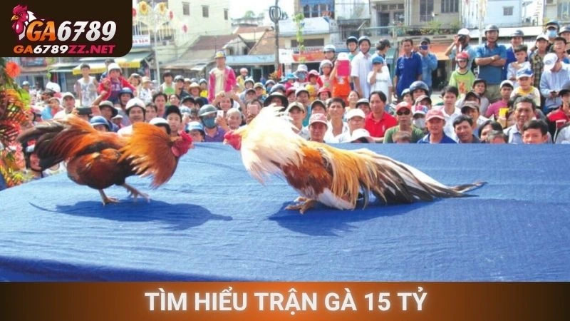 Tìm hiểu trận gà 15 tỷ