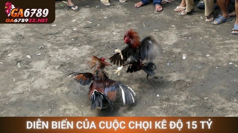 Diễn biến của cuộc chọi kê độ 15 tỷ