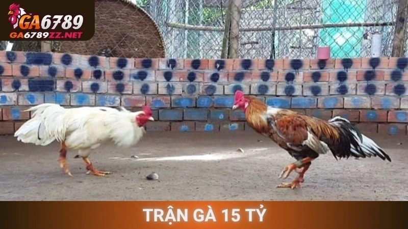 Trận Gà 15 Tỷ
