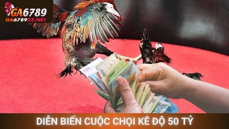Diễn biến cuộc chọi kê độ 50 tỷ