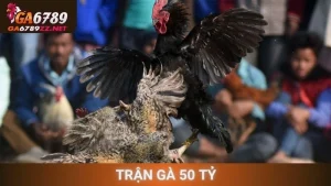 Trận Gà 50 Tỷ