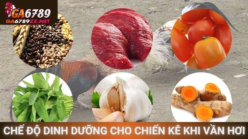 Chế độ dinh dưỡng cho chiến kê khi vần hơi