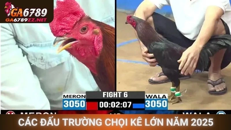 Các đấu trường chọi kê lớn trong năm 2025
